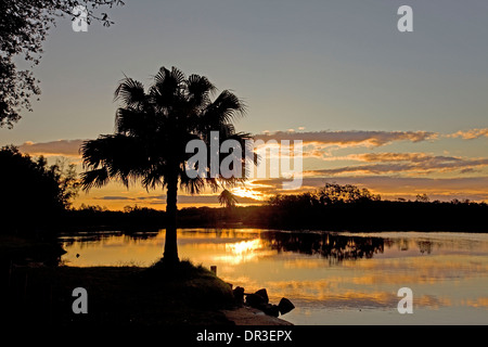 Sonnenuntergang über Myall River mit Palme Neben ruhigen goldenen Wassers Silhouette gegen den Himmel in Great Lakes Region von NSW Australia Stockfoto