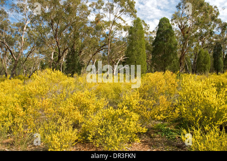 Masse des spektakulären native blühende Sträucher, Flechtwerk / Akazie abgedeckt in goldenen gelben Blüten zwischen den Wäldern in New South Wales Australien Stockfoto