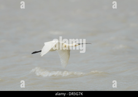 Loeffler, Platalea Leucorodia, eurasische Löffler Stockfoto