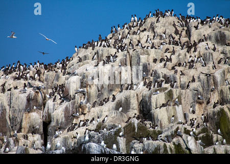 Guillemot (Uria Aalge) nisten auf den Farne Islands Stockfoto