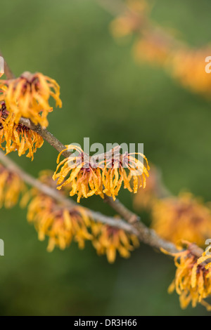 Hamamelis: Hamamelis x intermedia "Orange Peel" Stockfoto