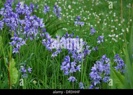 Glockenblumen in Glastonbury Abbey Gardens im Frühjahr, Glastonbury UK Stockfoto