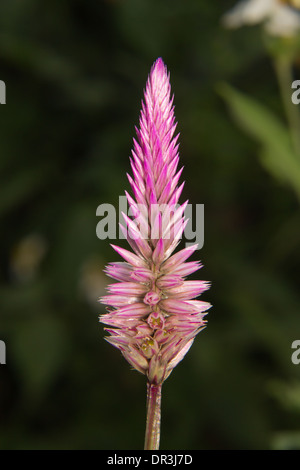 Makro-Hahnenkamm-Blumen Stockfoto