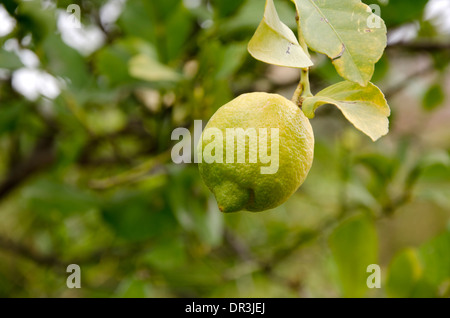 Junge Zitrone Obst auf Zitronenbaum, wächst, Spanien. Stockfoto