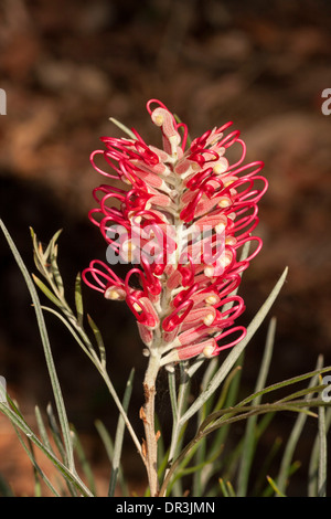 Schöne helle rote Blume und Blätter der Grevillea Sorte "Sylvia" vor einem dunklen Hintergrund Stockfoto