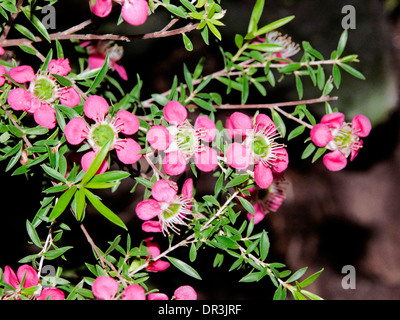 Cluster von rosa und weißen Blüten und Laub der australischen Blütenstrauch Leptospermum "Tickled Pink" - ein Teebaum Stockfoto