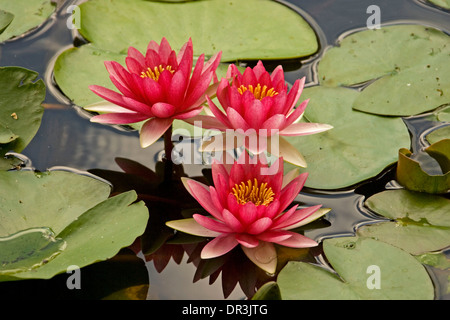 Gruppe von großen leuchtend rote Seerose Blüten und Blätter / Seerosen spiegelt sich im dunklen Wasser des Teiches Stockfoto
