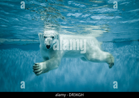 Schwimmen Eisbär - Thalarctos Maritimus (Ursus Maritimus) Stockfoto