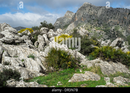 Kalkstein Karst, in der Nähe von Montejaque im Serranía de Ronda, Andalusien, Spanien Stockfoto