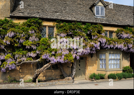 Violett blühende Glyzinie auf einem Cotswold Steinhaus, High Street, Broadway, Cotswolds, Worcestershire, England, United Kingd Stockfoto