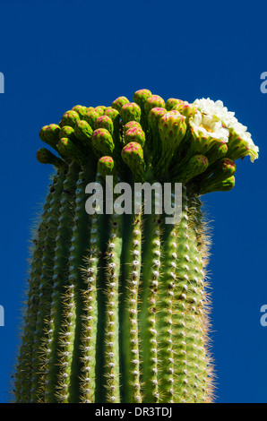 monstera auge Monstera adansonii 'Frozen Freckles' main image 0