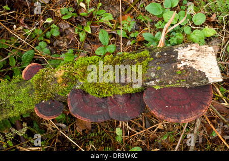 Erröten Halterung. Eine gemeinsame Pilz oft gefunden tot Willow Stockfoto