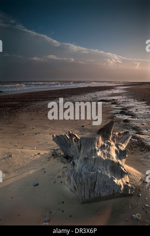 Treibholz am Covehithe Strand Suffolk uk Stockfoto