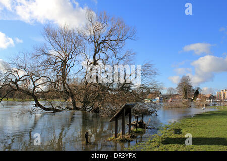 Chertsey, Surrey, England, UK. 19. Januar 2014. Die Thames Path ist noch unter Wasser in einem Gebiet in der Nähe von Chertsey Brücke namens Dumsey Wiese, die Teil der Themse Flussaue ist untergetaucht. Nach den außergewöhnlichen Ebenen Niederschläge in ganz Großbritannien ist der Themse seine Banken vielerorts verursacht mehrere Straßensperrungen in Surrey einschließlich Chertsey-Brücke, die für 10 Tage geschlossen war geplatzt. Bildnachweis: Julia Gavin/Alamy Live-Nachrichten Stockfoto