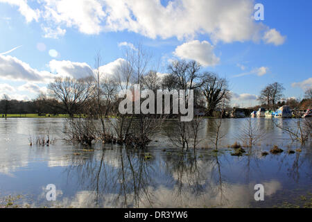 Chertsey, Surrey, England, UK. 19. Januar 2014. Die Thames Path ist noch unter Wasser in einem Gebiet in der Nähe von Chertsey Brücke namens Dumsey Wiese, die Teil der Themse Flussaue ist untergetaucht. Nach den außergewöhnlichen Ebenen Niederschläge in ganz Großbritannien ist der Themse seine Banken vielerorts verursacht mehrere Straßensperrungen in Surrey einschließlich Chertsey-Brücke, die für 10 Tage geschlossen war geplatzt. Bildnachweis: Julia Gavin/Alamy Live-Nachrichten Stockfoto