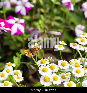 Schmetterling auf Kamille im Garten Stockfoto