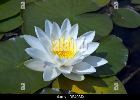 Weiße Seerose im Teich Nahaufnahme. Stockfoto
