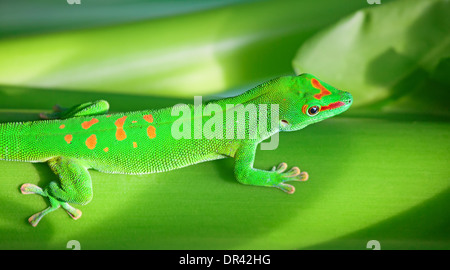 Grünen Gecko auf dem Baum (Zoo Zürich) Stockfoto