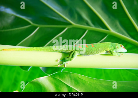 Grünen Gecko auf dem Blatt (Zoo Zürich) Stockfoto