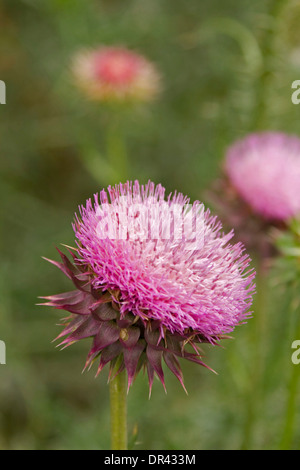 Attraktive rosa / lila Blume der Speer / Scotch Thistle - Cirsium Vulgare - ein Unkraut in Australien vor grünem Hintergrund Stockfoto