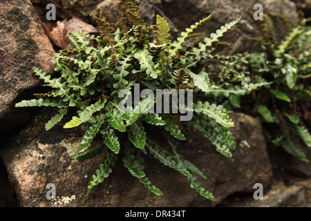 Rusty-Rückseite Farn, Ceterach officinarum Stockfoto
