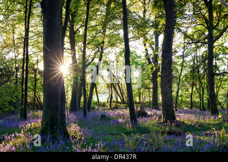 Sonnenlicht, das durch die Bäume bricht, wirft Schatten über einen Teppich aus Blaubellen Stockfoto
