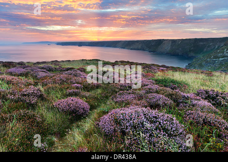 Heather wächst auf der Klippe am nördlichen Klippen mit der Sonne ab, über den fernen Küsten steigen Stockfoto