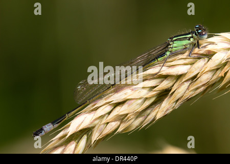 Unreife männliche blau-tailed Damselfly, Ischnura Elegans auf Forder Tal Natur ergriffen reservieren, plymouth Stockfoto