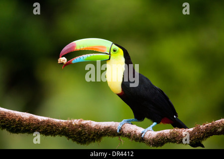 Kiel-billed Toucan - La Laguna del Lagarto Lodge - Boca Tapada, San Carlos, Costa Rica Stockfoto
