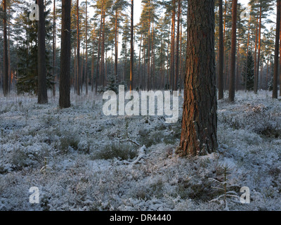 Estnische verschneiten Winterwald Landschaft in der Nähe von Tartu im Januar 2014 Stockfoto