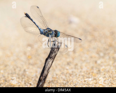 Blaue Libelle im Sand der Goa Strand Stockfoto