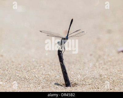 Blaue Libelle im Sand der Goa Strand Stockfoto