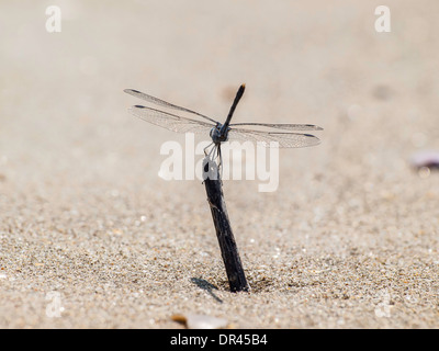 Blaue Libelle im Sand der Goa Strand Stockfoto