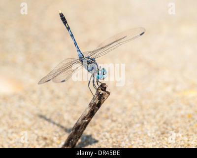 Blaue Libelle im Sand der Goa Strand Stockfoto