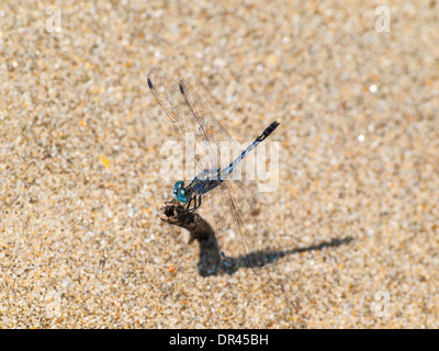 Blaue Libelle im Sand der Goa Strand Stockfoto