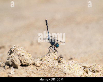 Blaue Libelle im Sand der Goa Strand Stockfoto