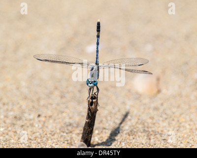 Blaue Libelle im Sand der Goa Strand Stockfoto