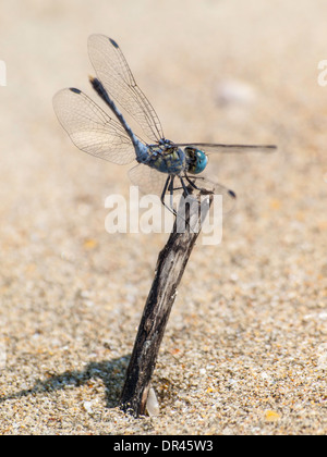 Blaue Libelle im Sand der Goa Strand Stockfoto