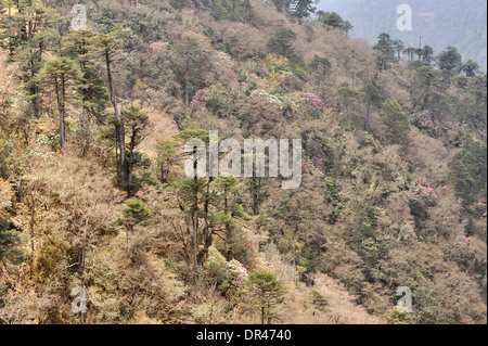 Himalaya-Landschaft entlang der Straße von Jakar, Mongar, Ost Bhutan Stockfoto