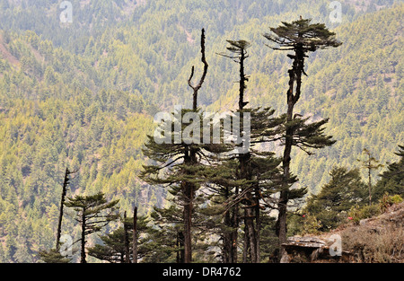 Himalaya-Landschaft entlang der Straße von Jakar, Mongar, Ost Bhutan Stockfoto