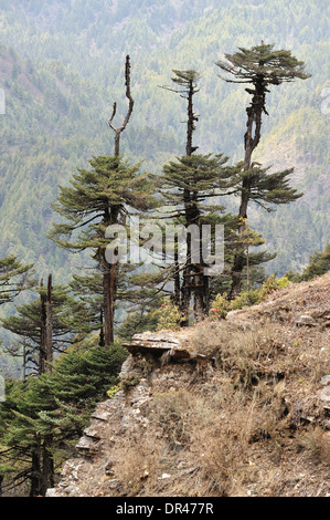 Himalaya-Landschaft entlang der Straße von Jakar, Mongar, Ost Bhutan Stockfoto