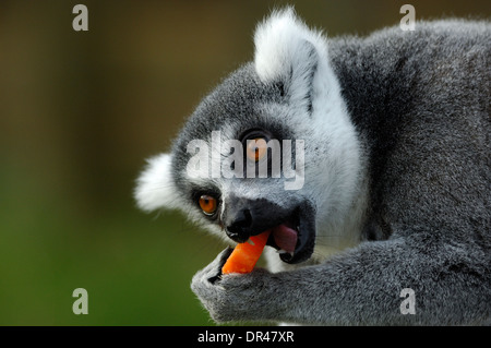 Ring-Tailed Lemur, Lemur Catta Essen eine Karotte in Whipsnade Zoo, nur zur redaktionellen Nutzung Stockfoto