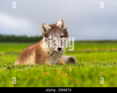 Polarfuchs (Vulpes Lagopus), auch genannt Polarfuchs Stockfoto