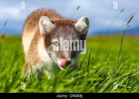 Polarfuchs (Vulpes Lagopus), auch genannt Polarfuchs Stockfoto