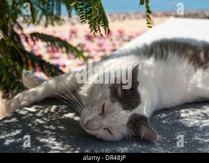 Katze mit Blick auf Strand in Spanien schlafen Stockfoto