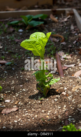Gemüse im Garten wächst Stockfoto