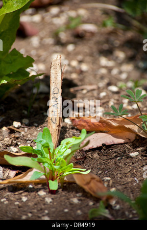Mangold in einem städtischen Garten wächst Stockfoto
