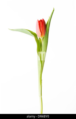 Eine getrennte frische Tulpe Blume. Isoliert auf weiss. Stockfoto
