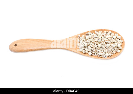 Job's-Tränen mit Holzlöffel isoliert auf weiss. Stockfoto