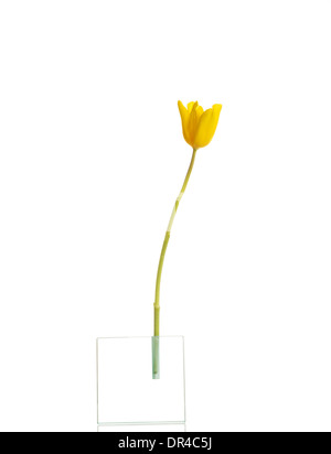 Eine getrennte Tulpe Blume. Isoliert auf weiss. Stockfoto